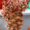 Tephrocactus_molinensis_1